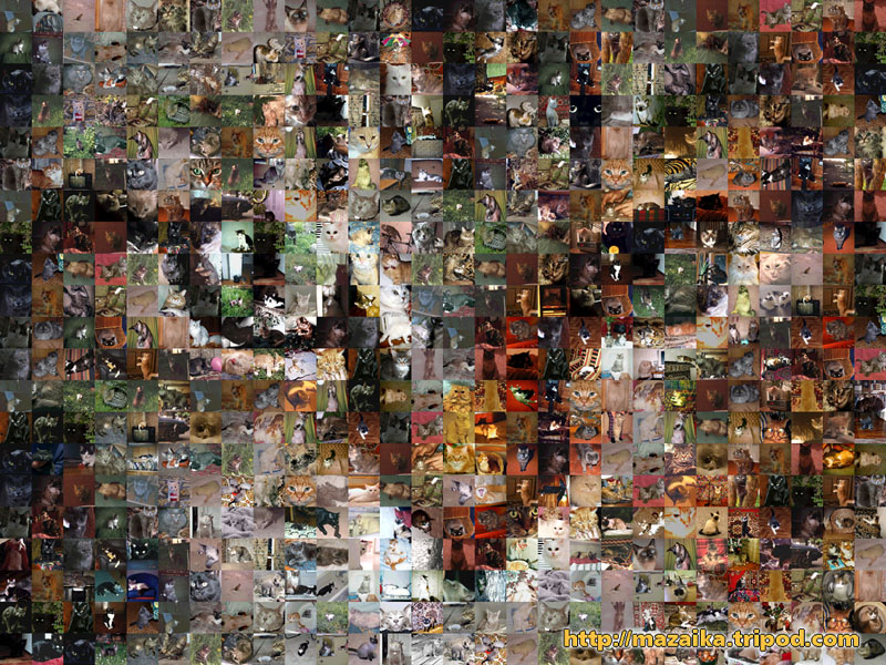 Mosaic Cat from many amatuer cat photos