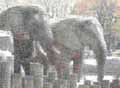 Two elephants at the Chicago Brookfield Zoo photo by Rick Miklos
