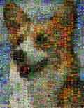 Dog from 2000 beers labels